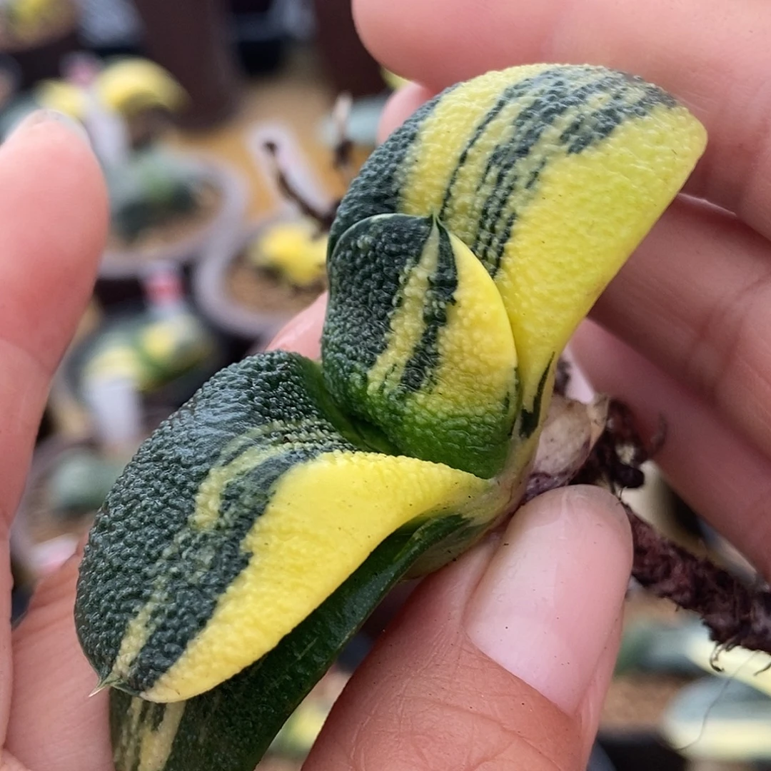 158卧牛实生锦颗粒真好带盆发货