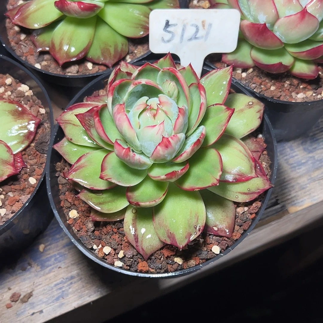 麦****惊鸿仙子一物一拍5121号