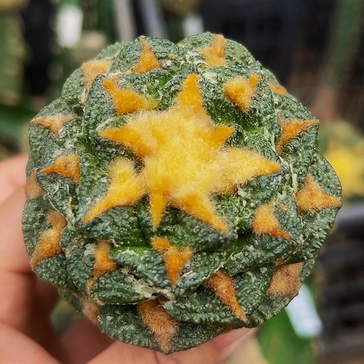 无花朵福利金毛螺旋大尤龟甲牡丹517