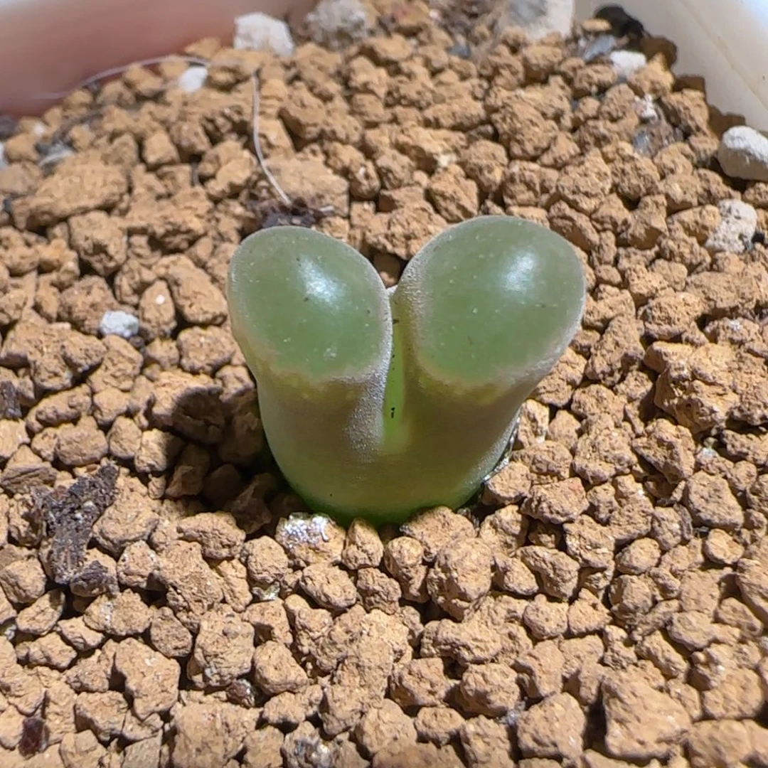 肉锥多肉植物组合-磁铁1218