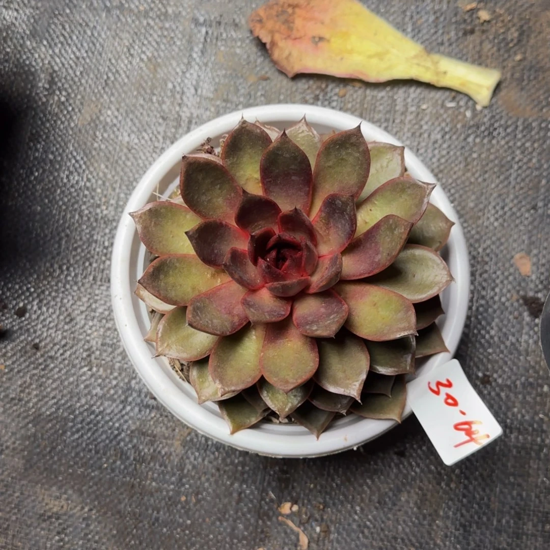 红玫瑰一物一拍30-64