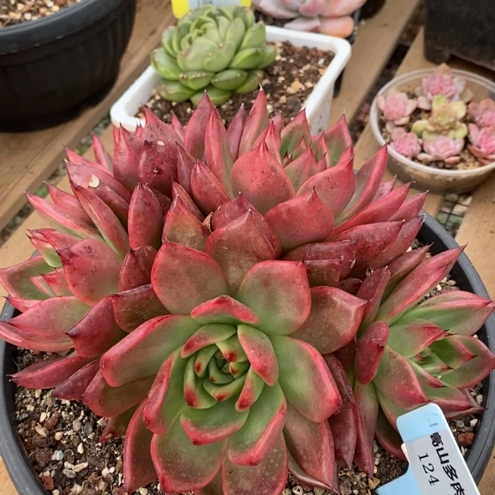 D124- 直播福利 菩萨