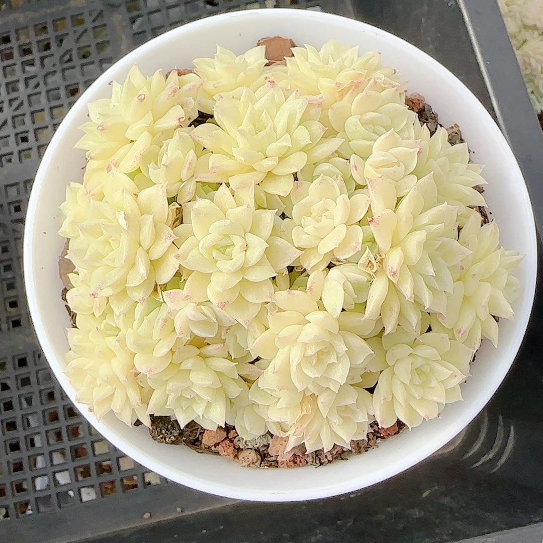 ***1211-90（fm-72）优选