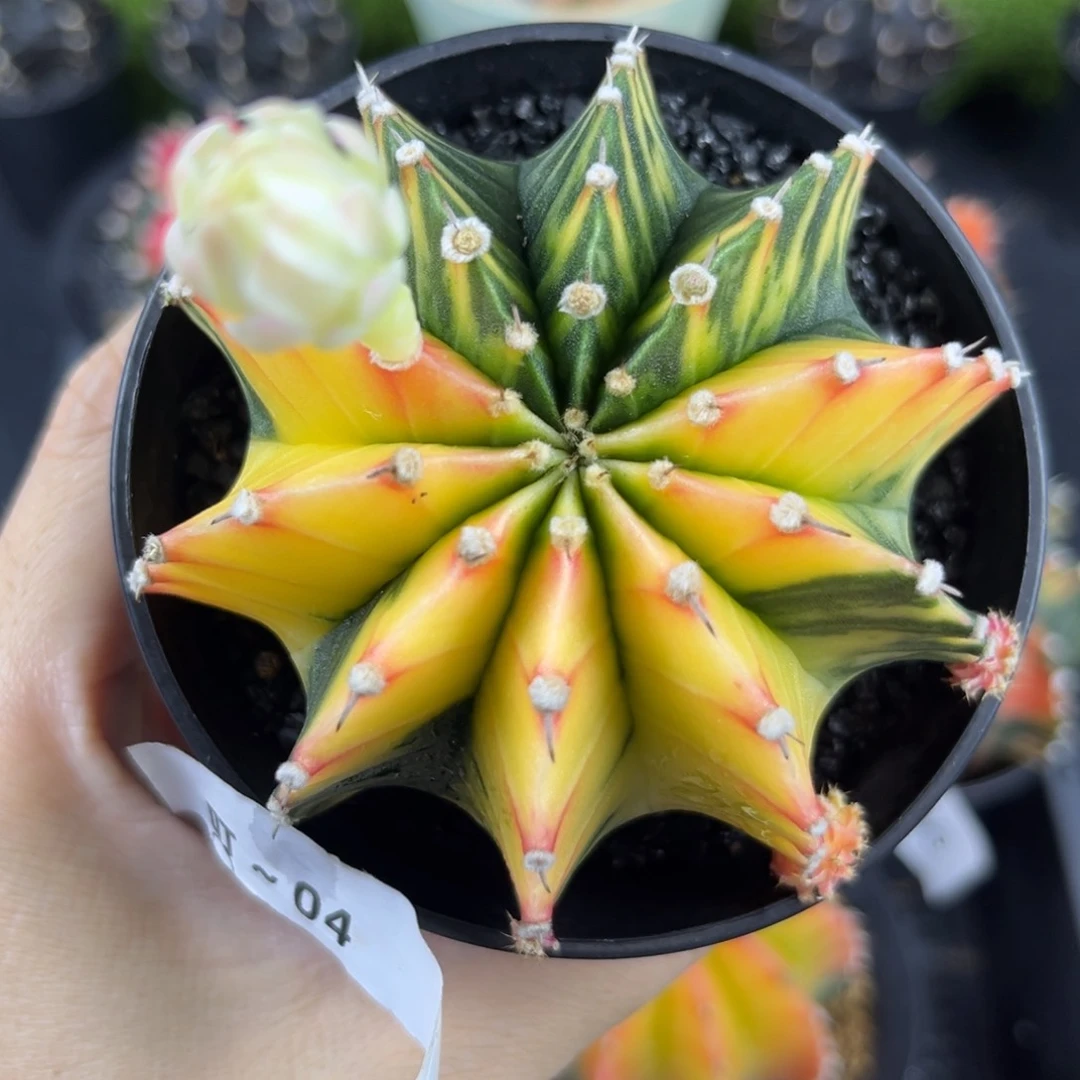 奶黄血v虎斑泰系肋骨