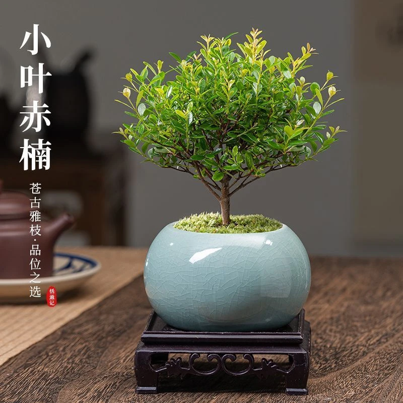 小叶赤楠盆景老桩植物办公室绿植室内桌面绿植盆栽花卉摆件老桩苗