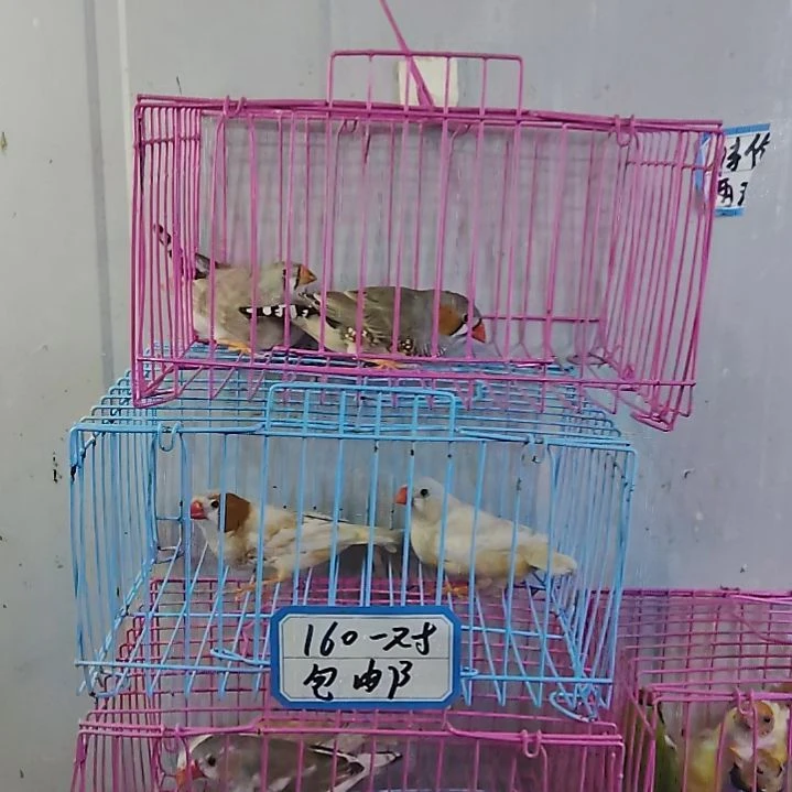 金***山文鸟伊莎贝尔一对大体灰一对包活到家