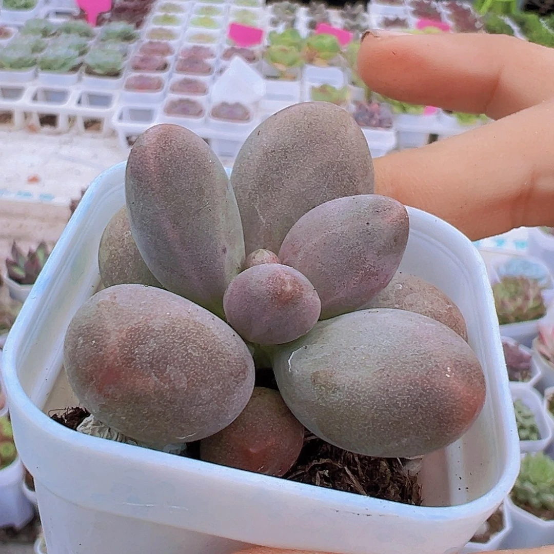 美人手指19包邮多肉植物