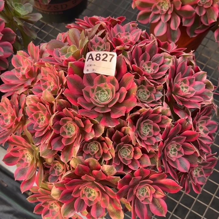 827粉女妖35厘米左右多肉