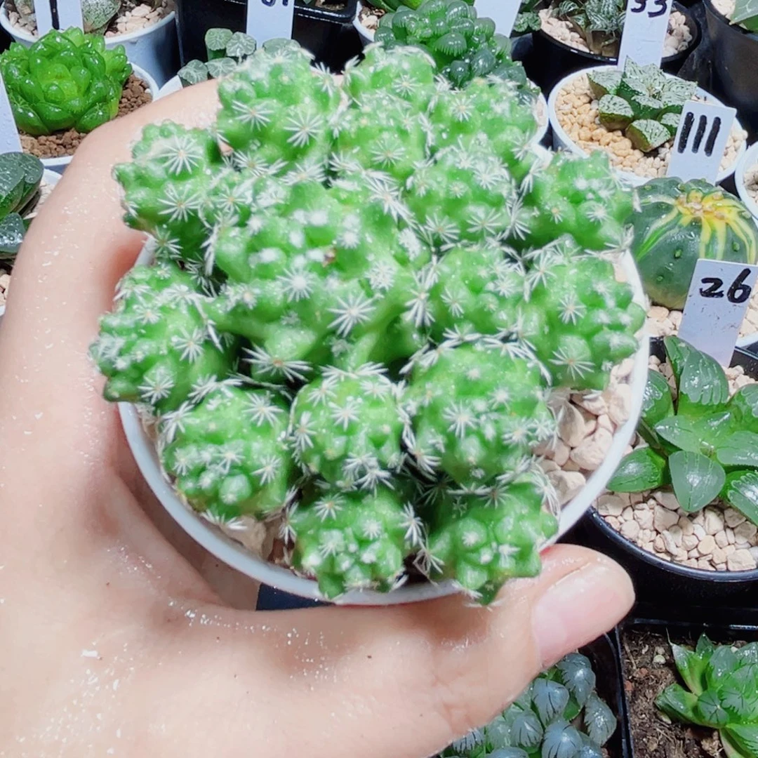 漂亮球球多肉植物6666