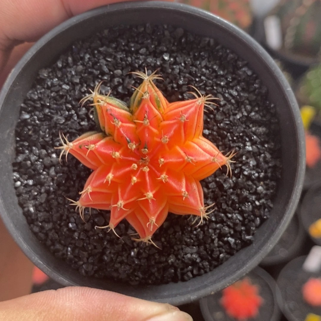 精品米哈—脱土发货40