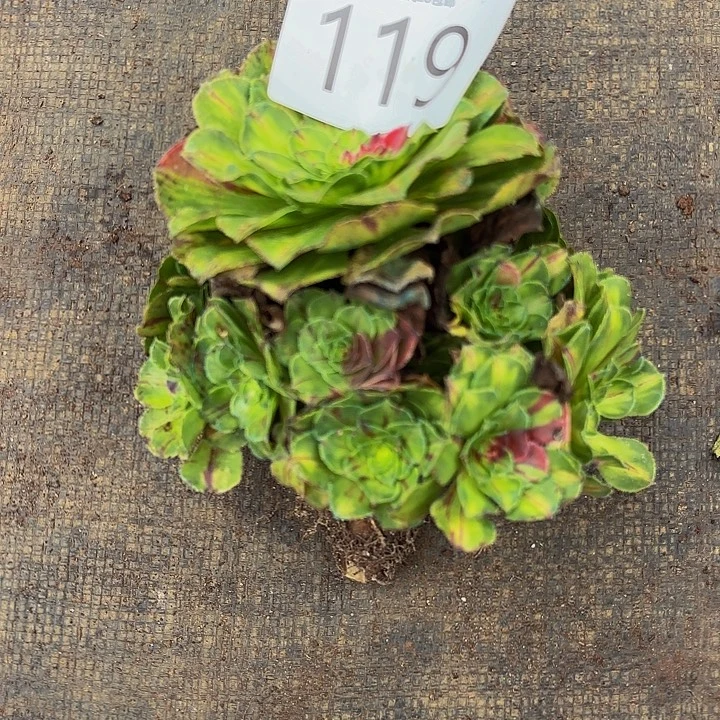 多肉植物福利119个