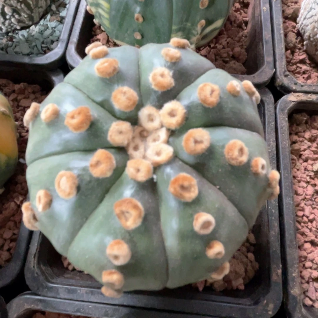 完全开放兜兜兜1