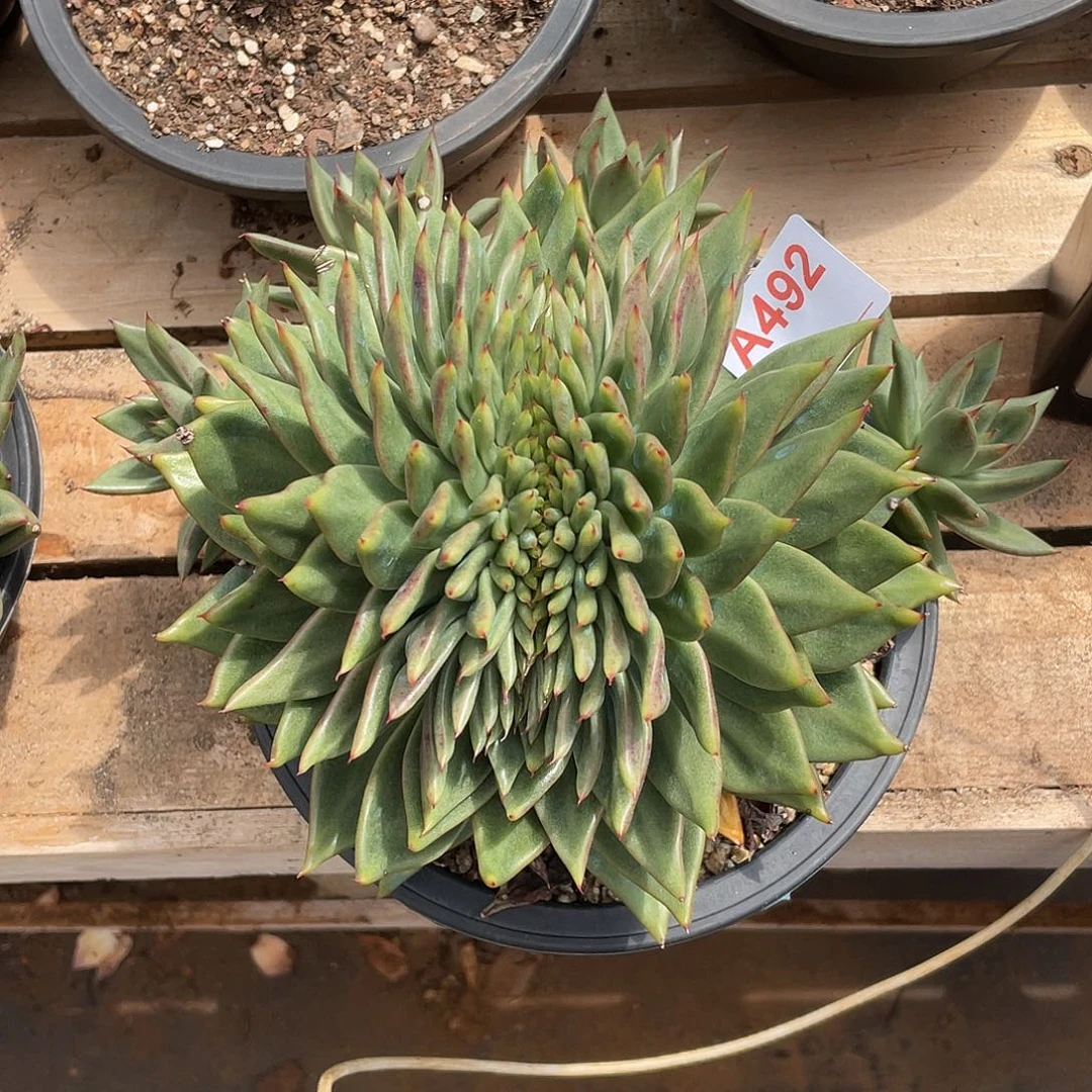 若如东云组拍A492