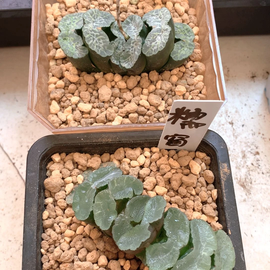 F***s定向万象 一物一拍 带盆土