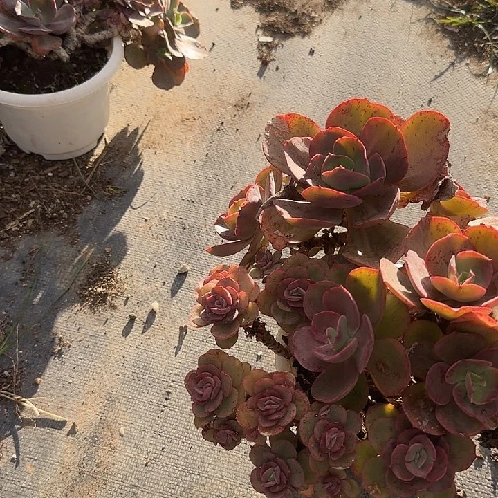 枫*960秀妍脱土发不退不换