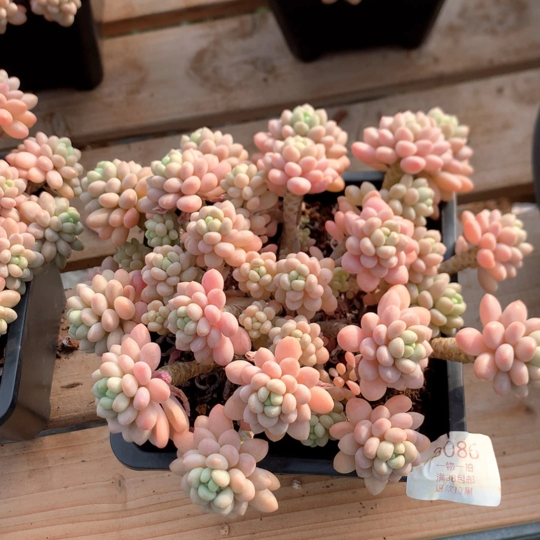 20厘米洛可可多肉3086