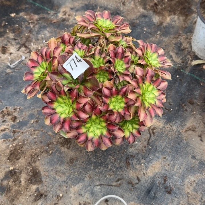 774两单包邮韶华。