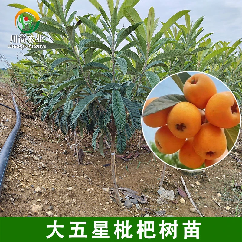 四川大五星枇杷树苗嫁接枇杷树苗可盆栽地栽南北可种当季热销果树