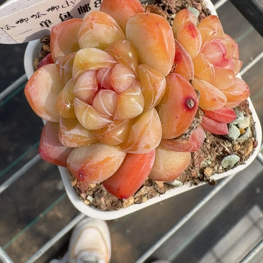 0226-081-群一颗优选