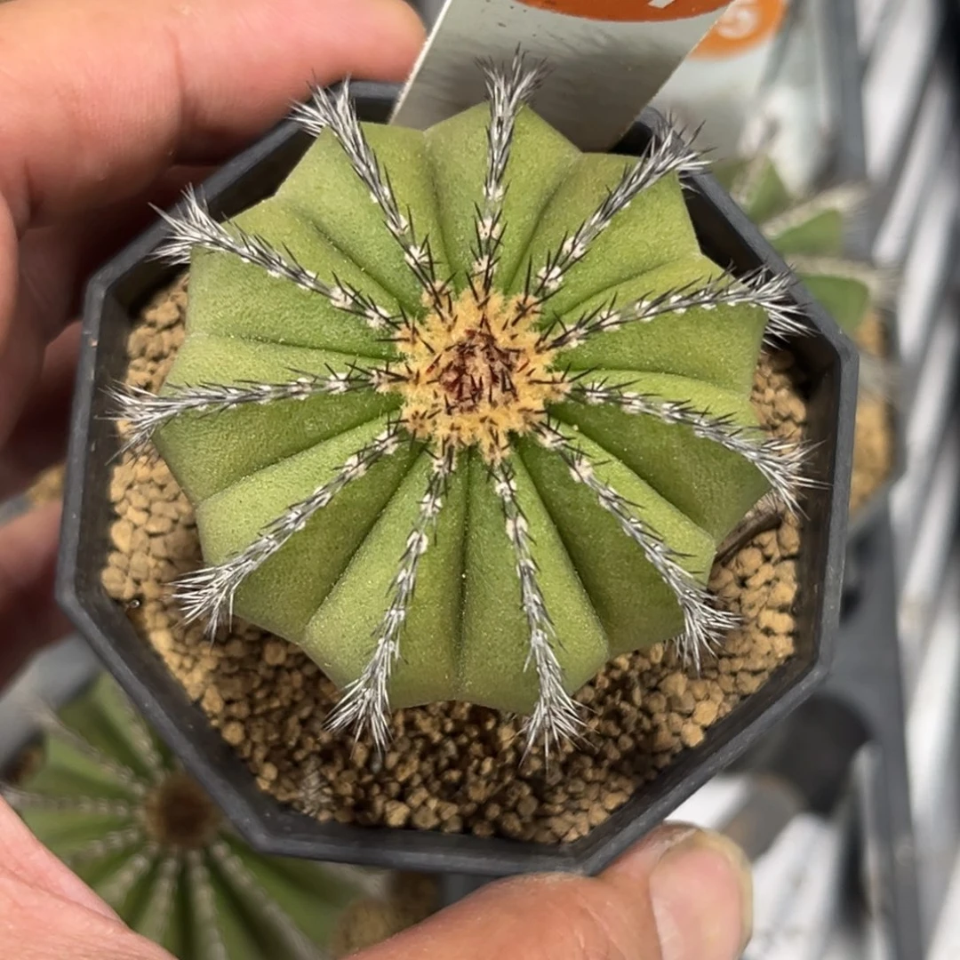 砂***糖101实生尤伯球带盆带土