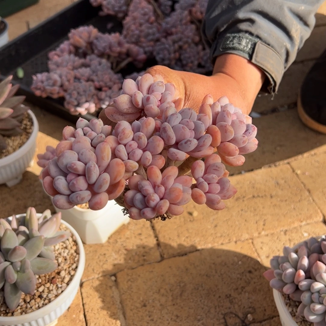 小***儿小小仙。