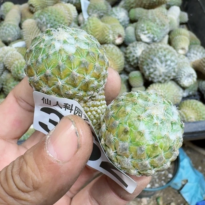 陈*退福利落地银牡丹362仙人球