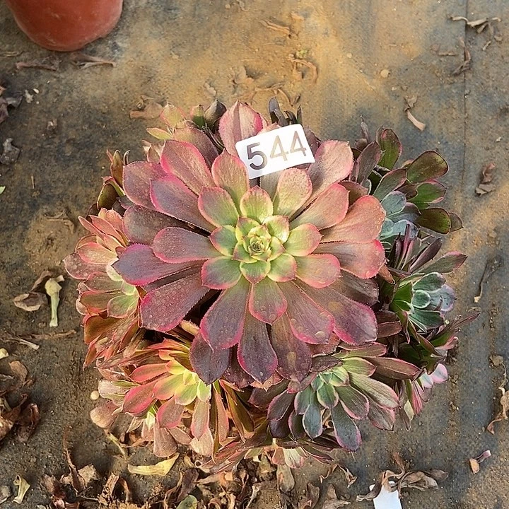 墨亚黑金刚544多肉不包断