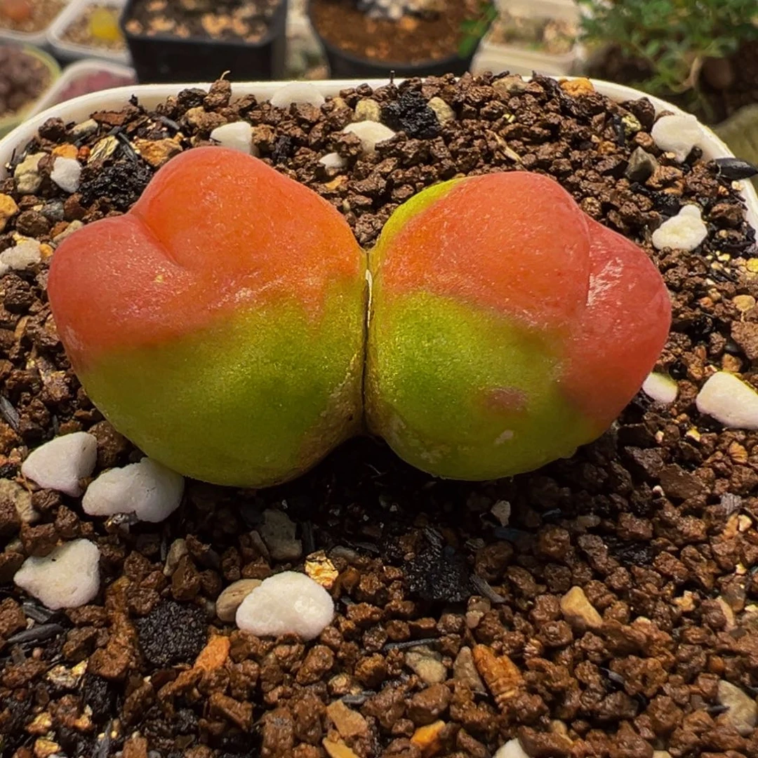 水蜜桃多肉植物盆栽栽培