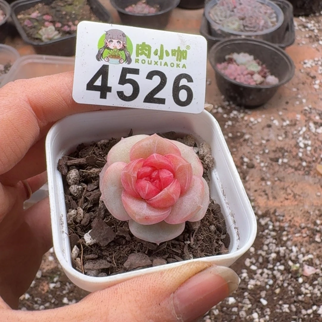暖****多肉植物多肉植物