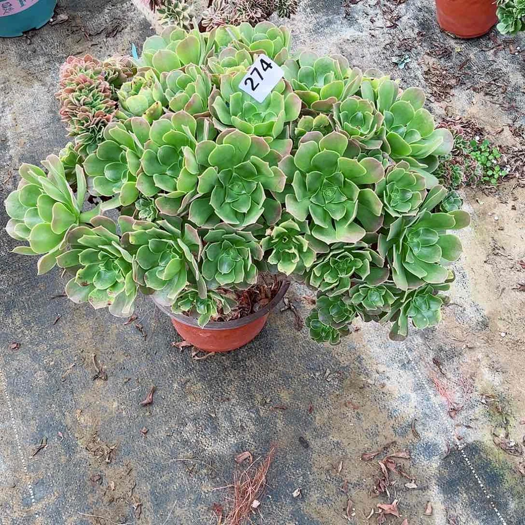 无花朵迷*多肉植物274