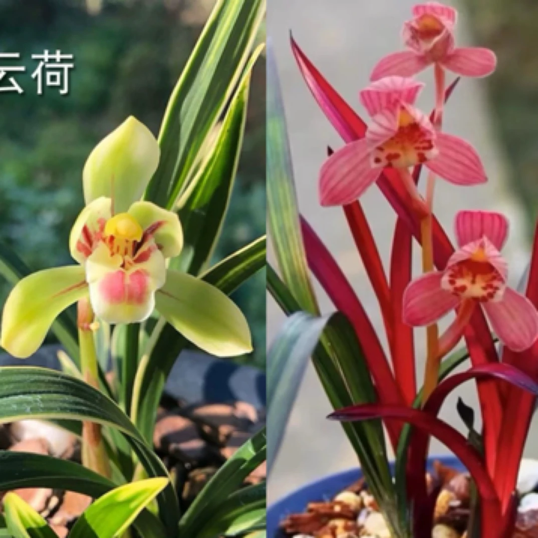 优惠组合【红草+鹤艺荷瓣】超值套餐组合高端名品室内好养兰花
