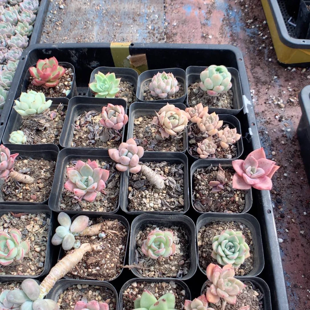 无花朵B124英语英语英语