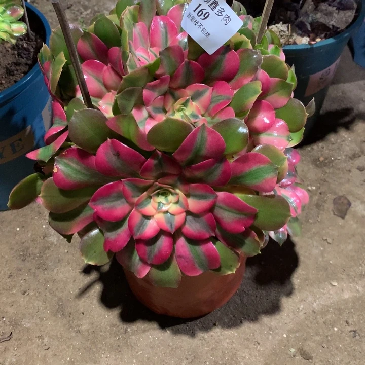 169香妃多肉植物特价