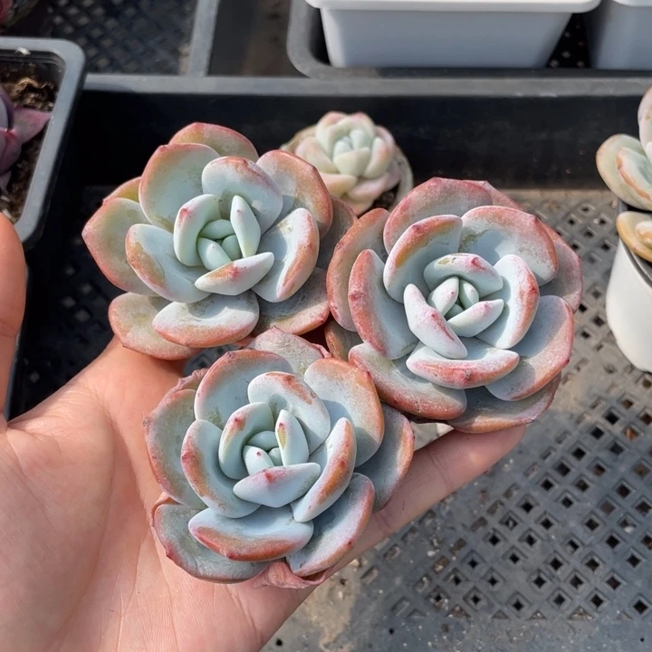 奶茶单头3颗母本脱土的新疆西藏不发