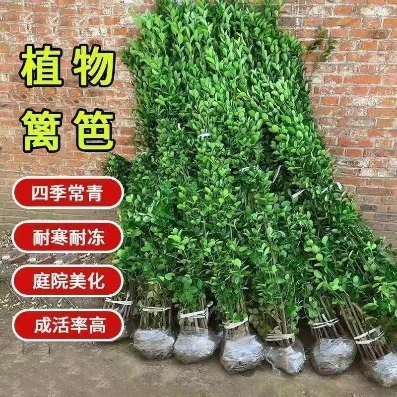 北海道黄杨篱笆围墙四季常绿植物树苗绿化耐寒冬青常青室外庭院