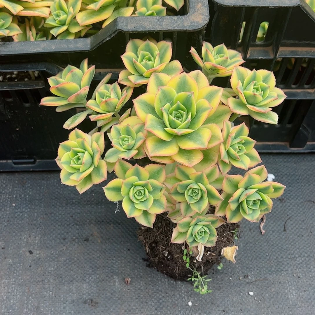 星爆多头精控老桩