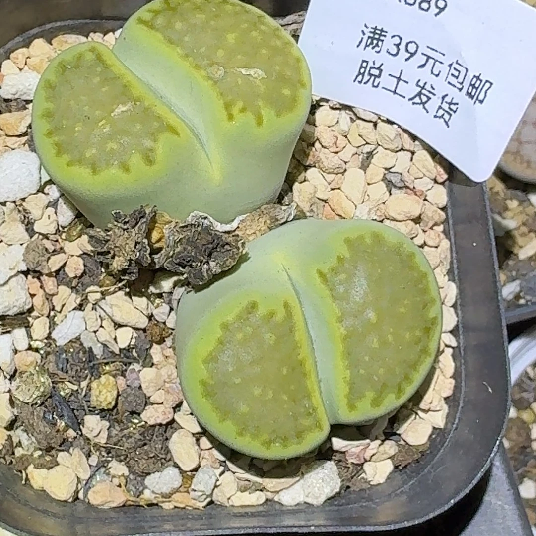 589多肉哈哈哈哈哈哈