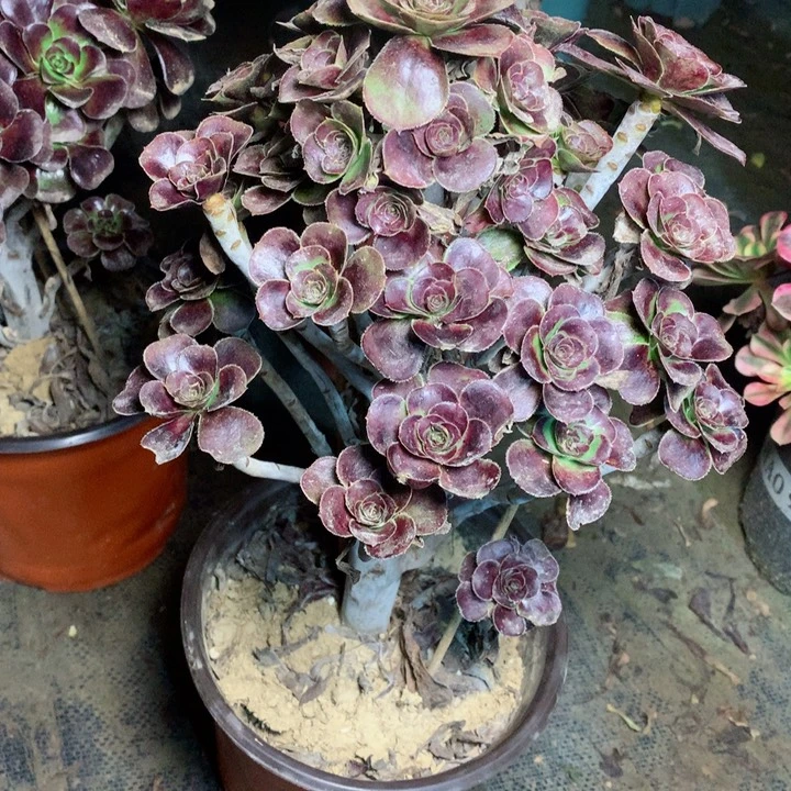 19玫瑰圆叶多肉一物一拍