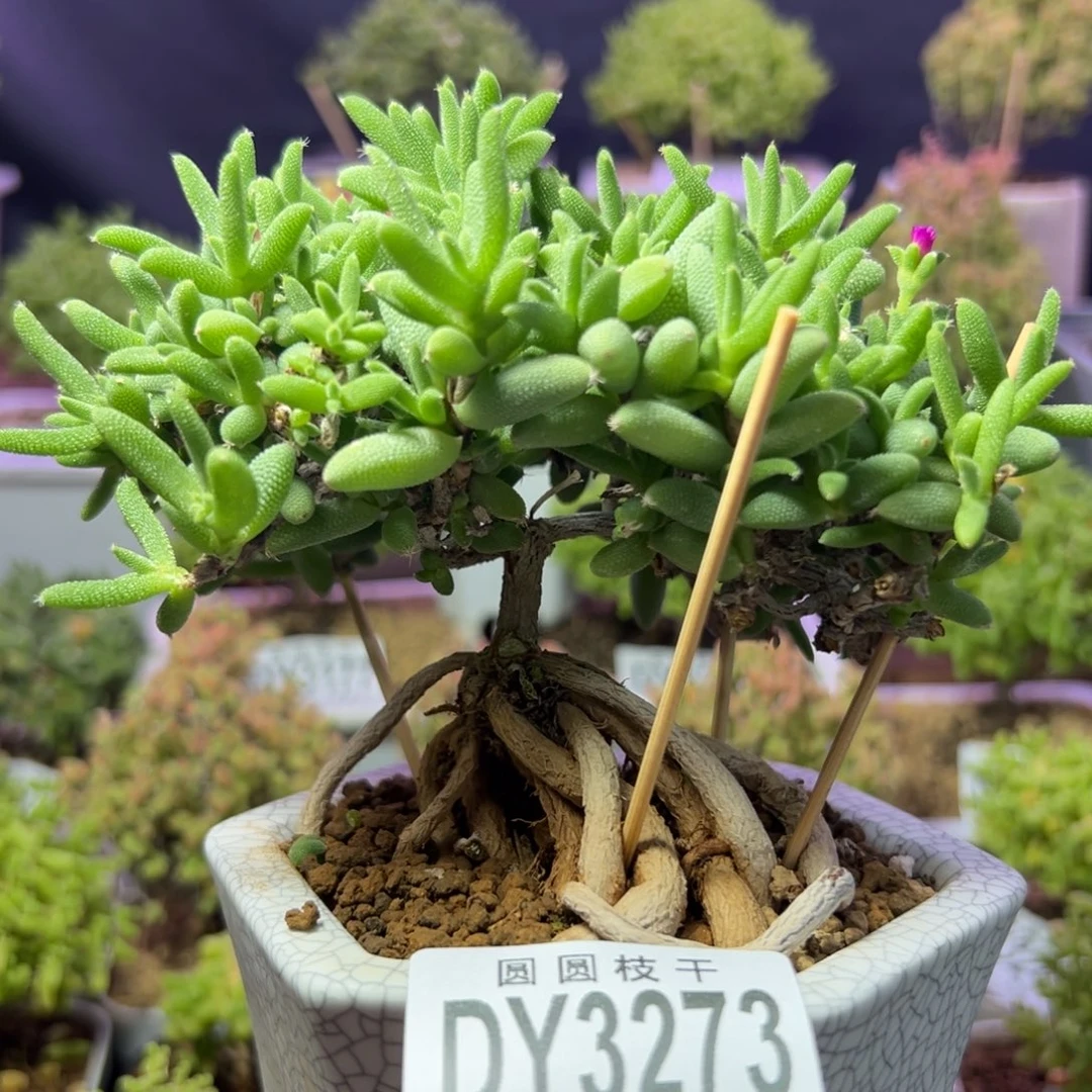 3273提根玉米一物一拍