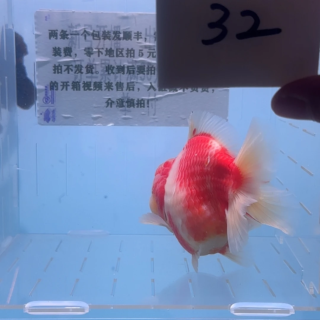 金鱼腾川金鱼直播专用