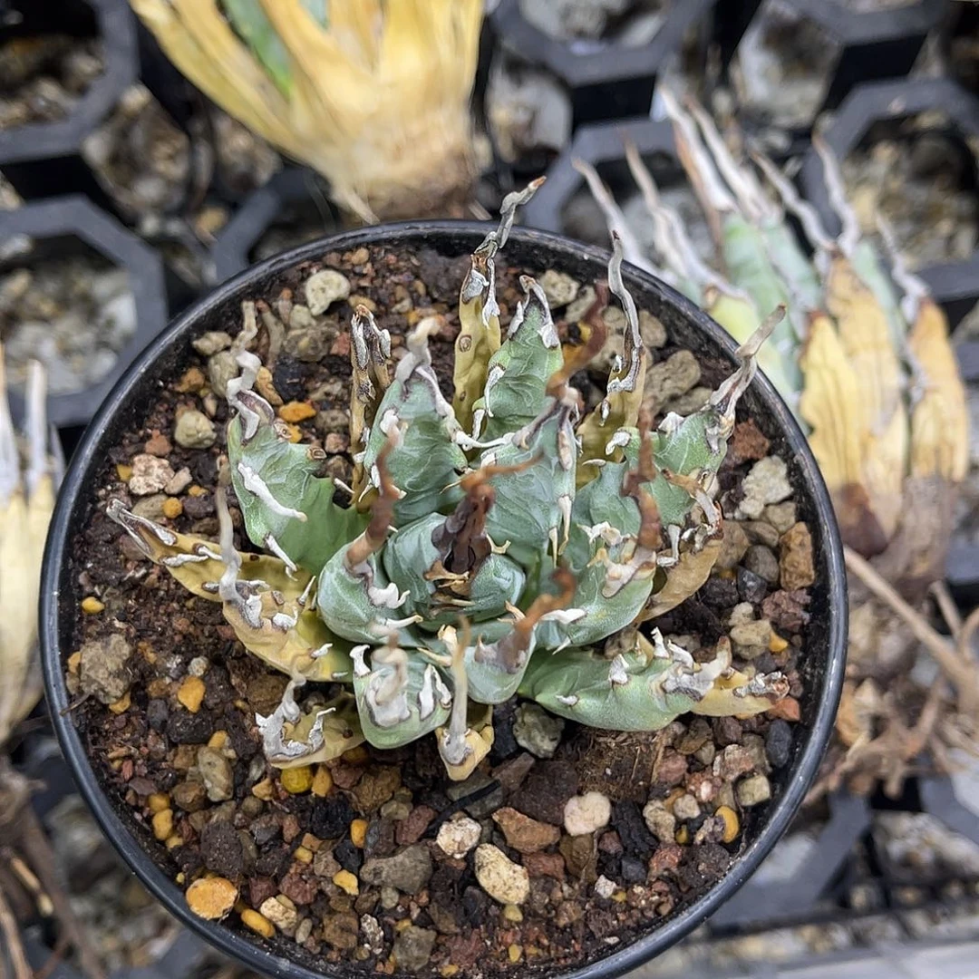 精品妖炎福利价好养