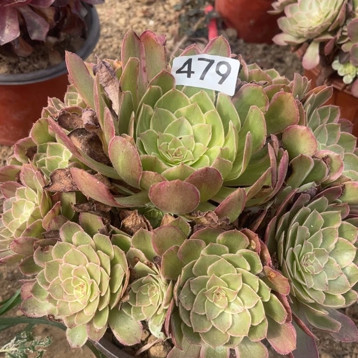 无花朵479多肉植物莲花座