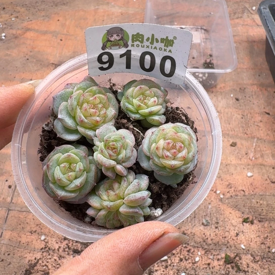 多肉植物多肉植物