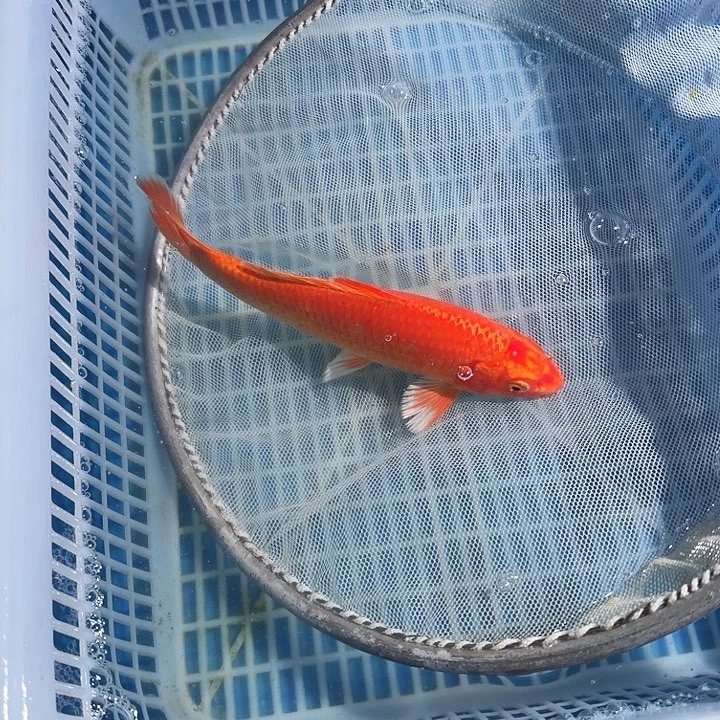 锦鲤锦鲤锦鲤锦鲤