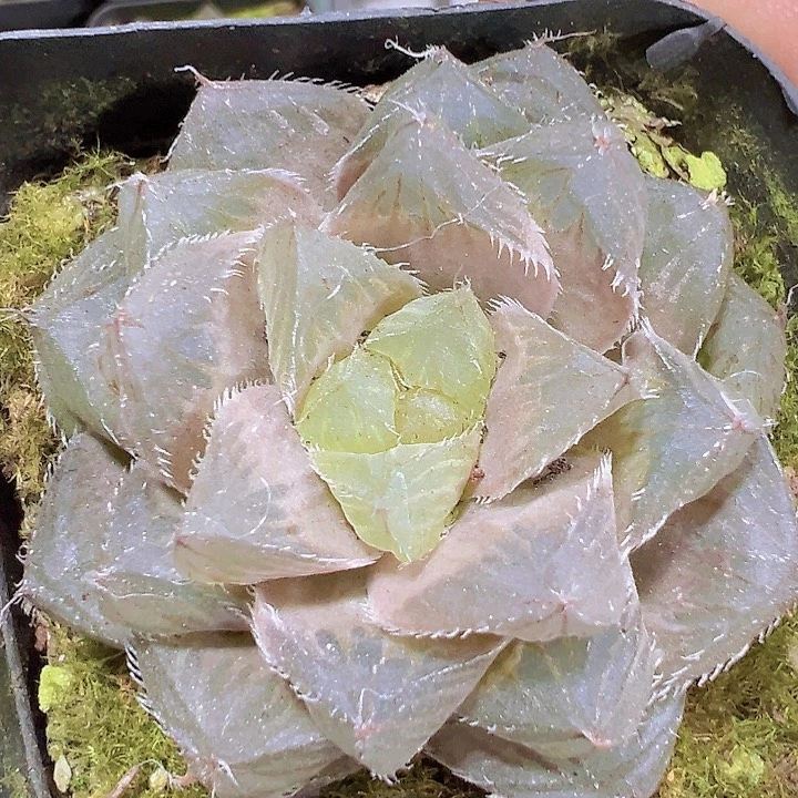 雨露冰魄雨露19包邮多肉植物