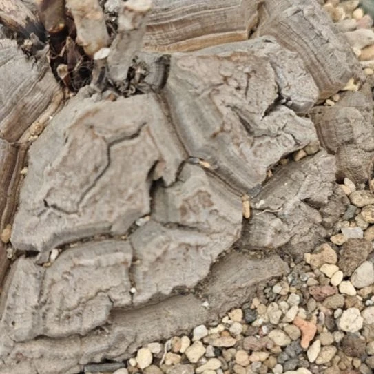 一物一拍，南非龟甲龙！