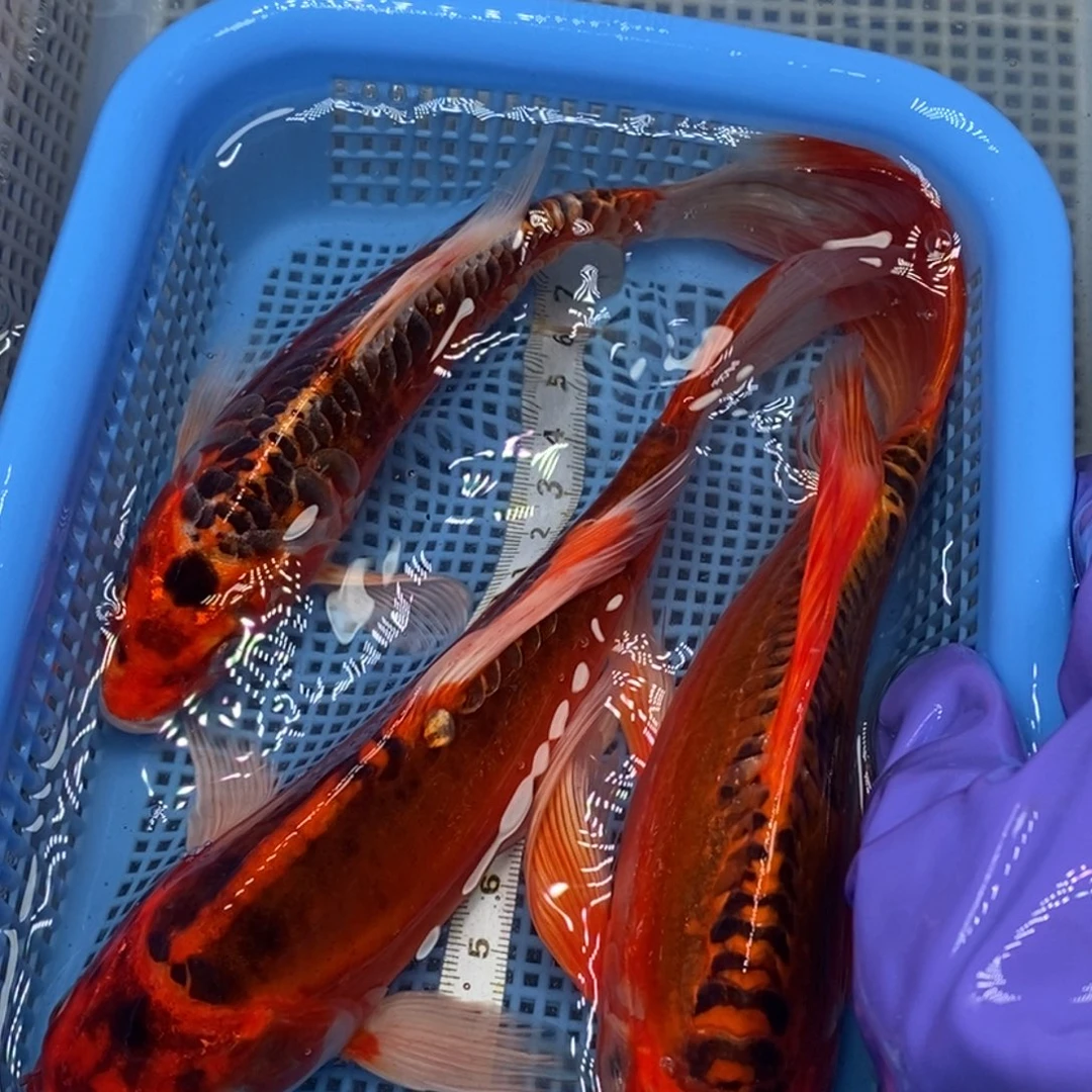 锦鲤冷水锦鲤包邮