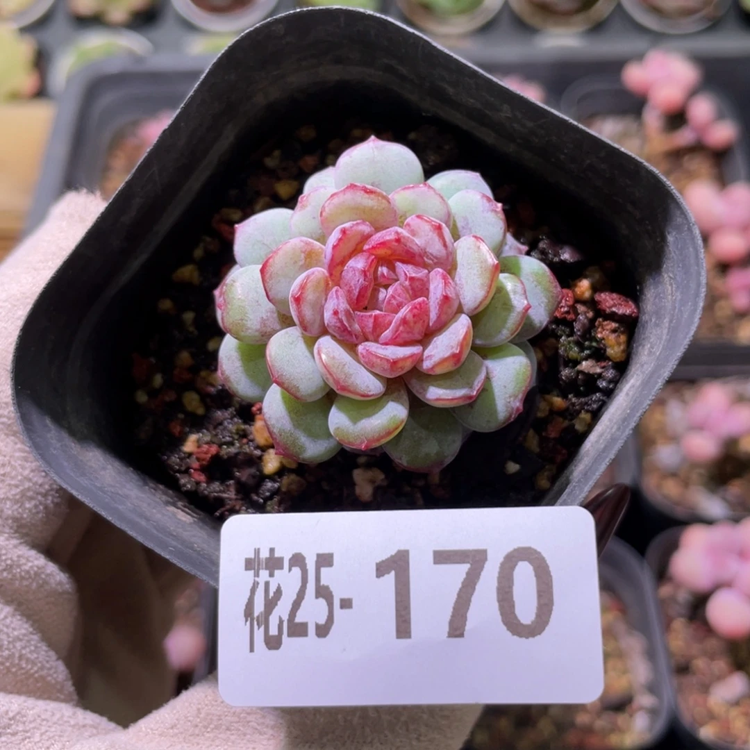 花利美25-170血钻