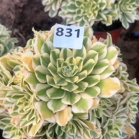 ?*泰法师迈巴赫18-34