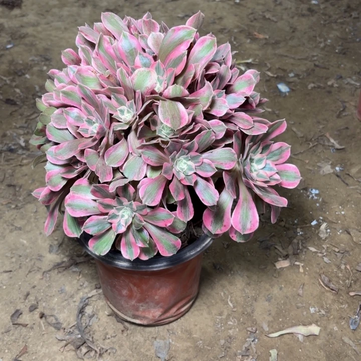 多肉植物法师女郎25